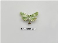 藏品(螟蛾317)的圖片